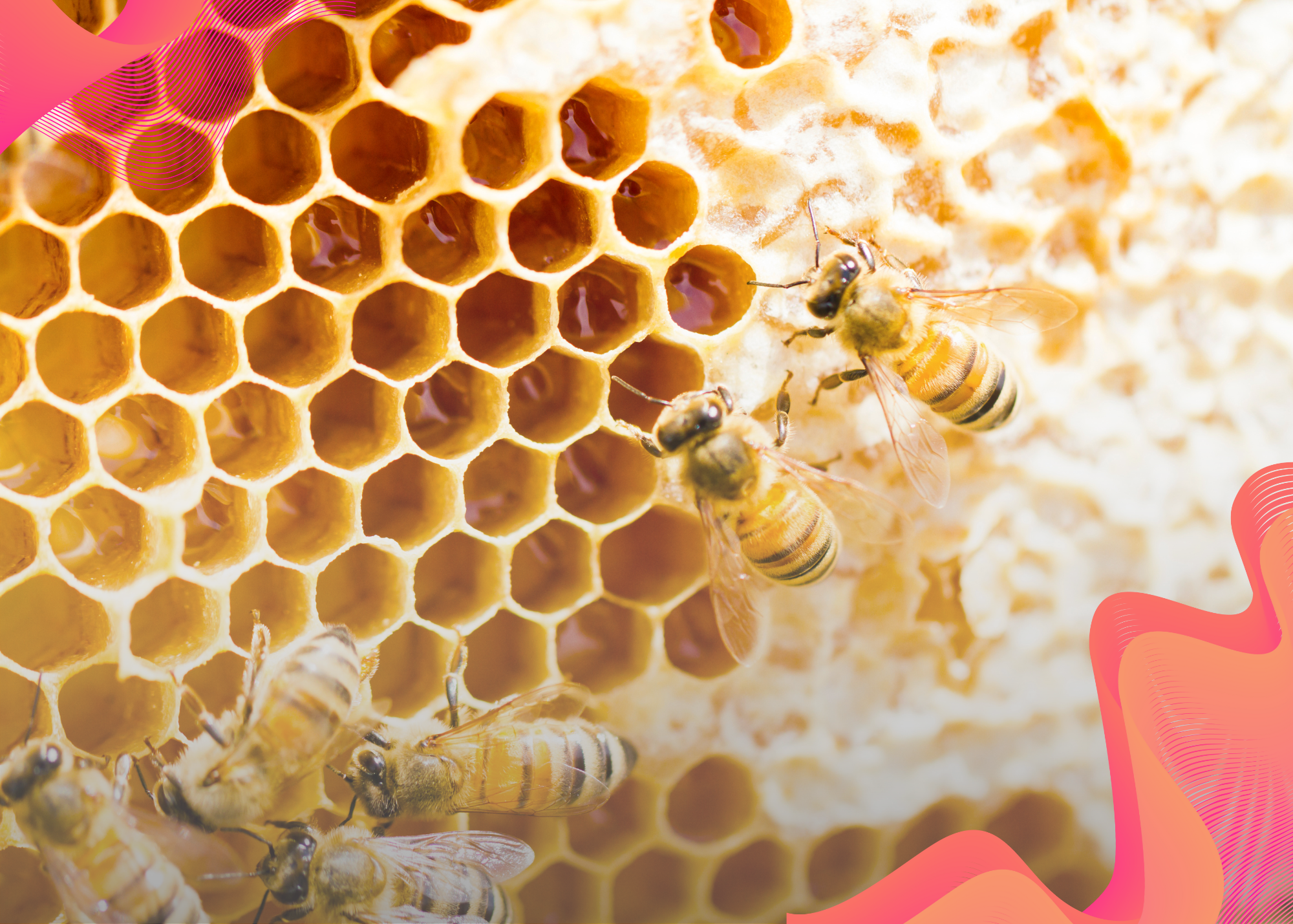 What Are the Benefits of Beeswax?