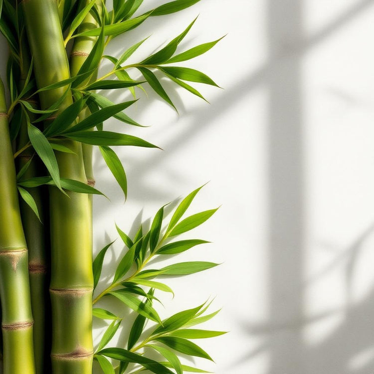 Bamboo