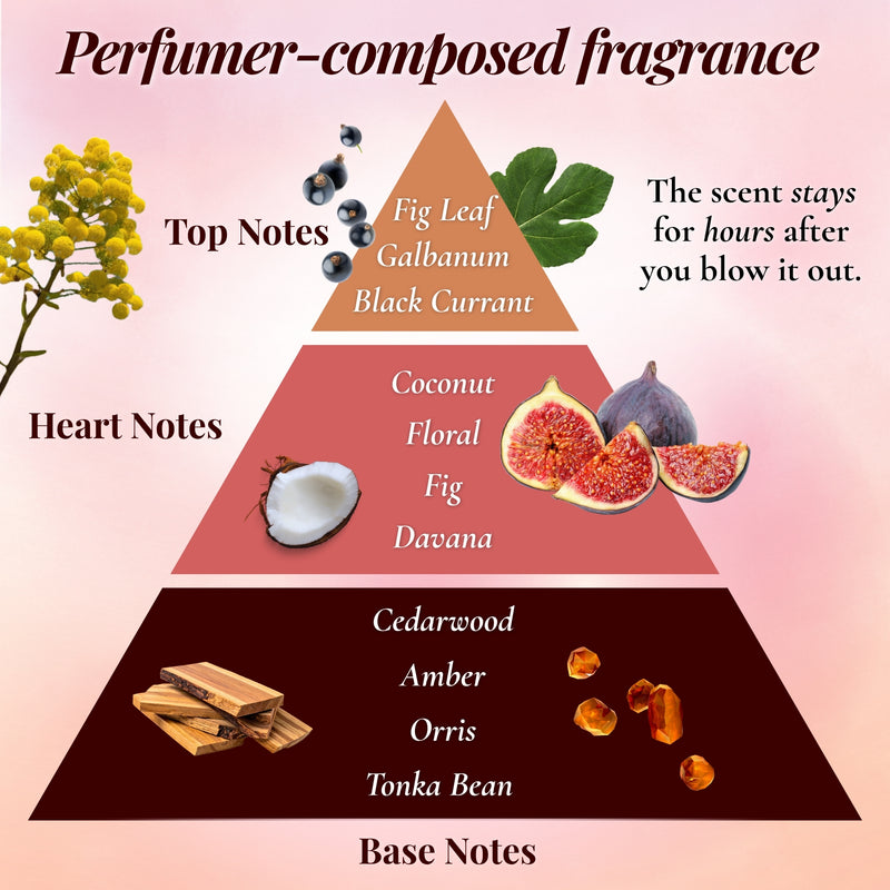 Fragrance pyramid infographic showing fig, blackcurrant, and cedarwood notes